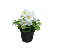 Бегония вечноцветущая Super Cool White - 10 драже /В14. 4915