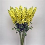 Львиный зев Early Потомак желтый  - 10 шт  /Д5 5030