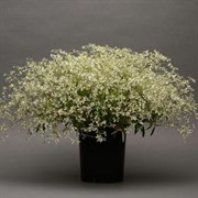 Эуфорбия Гламур - 3 шт  /Е6. 5043