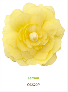 Бегония ампельная ИЛЛЮМИНЕЙШН lemon -5 драже /В13. 2365