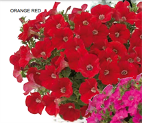 Петуния многоцветковая Бейби Джоконда ORANGE RED - 5 драже/A7