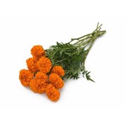 Тагетес высокорослый Xochi™ Orange - 5 шт/В4