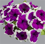 Петуния крупноцветковая  ЛИМБО violet picotee -10штук/А12