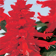 Сальвия блестящая Редди bright red- 10 шт /Е6. 1313