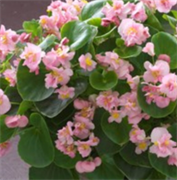 Бегония semperflorens F1 Фиона Pink -5 драже /В15 5178