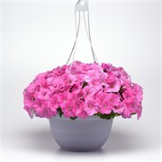 Петуния ампельная E3 Easy Wave Pink -  5драже /Б7. 5028