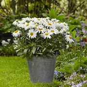 Нивяник \White Lion - 5шт /Г2. 5321