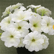 Петуния ампельная TRILOGY  Lime - 5драже /A1 5342