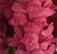 Львиный зев Потомак Pink Dark -10 шт  /Д6. 5540