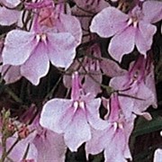 Лобелия Регатта  lilac -30 семян /Г6