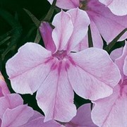 Лобелия Ривьера Lilac-30 семян/Г8