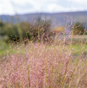 Мюленбергия рубиновая - 10 семян /Г5. 5823