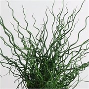 Ситник тонкий Твистер - 3 сем /Е16 5841