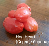 Томат индетерминантный Сердце борова Hog Heart   - 5 семян* 5877