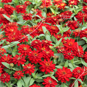 Цинния изящная Profusion Double red - 5 шт/В1 1380