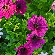 Остеоспермум Akila Purple -3шт/Б1* 672