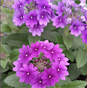Вербена F1 Obsession Lilac-10шт /Г12* 870