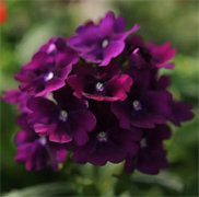 Вербена гибридная КВАРЦ  purple -10шт /Г12 564