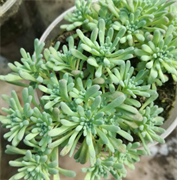 Седум (Sedum rubens) Lizard - 10шт   /Д12* 892