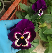 Виола Mammoth Viva La Violet-5шт* 300