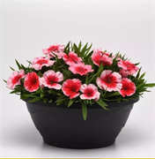 Гвоздика китайская CORONA Strawberry - 5 шт/ Е4. 4066