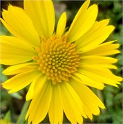 Гайлардия Mesa Yellow - 5 шт  /Д2* 2398