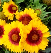 Гайлардия Mesa Bright Bicolor -5 шт /Д2.* 2397