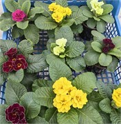 Примула бесстебельная  Данесса микс - 5 семян / Д1.* 5891