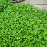 Мята почвопокровная Mini Mint - 5 мдр /Д1.* 4346