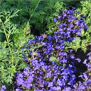 Лобелия Регатта  Midnight Blue - 30семян  /Г6.* 451