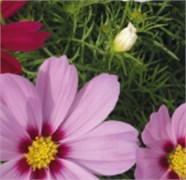 Космея  Casanova Pink - 10 шт /Г15 4230