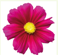 Космея  Casanova Violet - 10 шт /Г15 4232