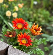 Гацания Big Kiss Red-5шт  /Е1.* 1533