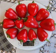 Перец Зипсер Туркеншпиц - 5 семян.* 5642