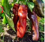 Перец сладкий Рамиро красный - 5 семян.* 5503