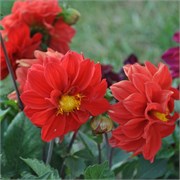 Георгина летняя Фигаро красный-10штук /Д14.* 235