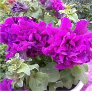 Петуния крупноцветковая махровая F1 Double Cascade бордовый -10 драже /Б6.* 224