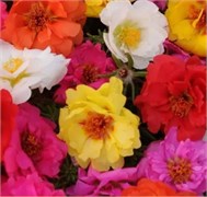 Портулак Happy Trails Mixture - 5мдраже  /Б16. 1983