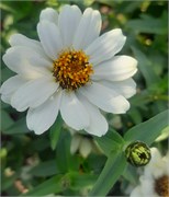 Цинния изящная Profusion white - 5 шт  /В1.* 1374