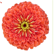 Цинния БЕНАРИ ГИГАНТ Salmon rose -10 шт/В3 4293