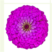 Цинния БЕНАРИ ГИГАНТ Lilac-10 шт/В3 4295