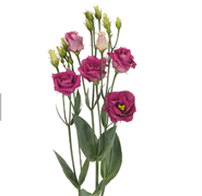 Эустома (Лизиантус) РОЗИТА 3 Purple Rose - 5 драже /Э2 4442