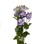 Эустома Aube 3 Blue Picotee - 5 драже /Э9 4631