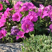 Петуния ампельная F1  EASY WAVE Neon Rose - 5драже /Б3.* 182