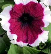 Петуния крупноцветковая DREAMS F1 Burgundy picotee-10шт/A11 1146