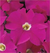 Петуния крупноцветковая DREAMS F1 Neon rose-10шт/A11 1150