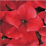 Петуния крупноцветковая DREAMS F1 Red-10драже/A11 1152