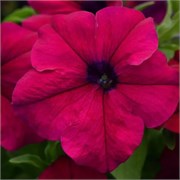 Петуния крупноцветковая DREAMS F1 Burgundy-10драже/A11 1145