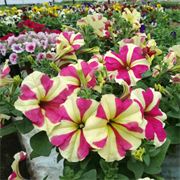 Петуния крупноцветковая СОФИСТИКА LIME ROSE BICOLOUR - 5драже /Б7* 1188