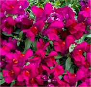 Львиный зев ампельный Candy Showers Темно-фиолетовый - 10 семян  /Д6 1305